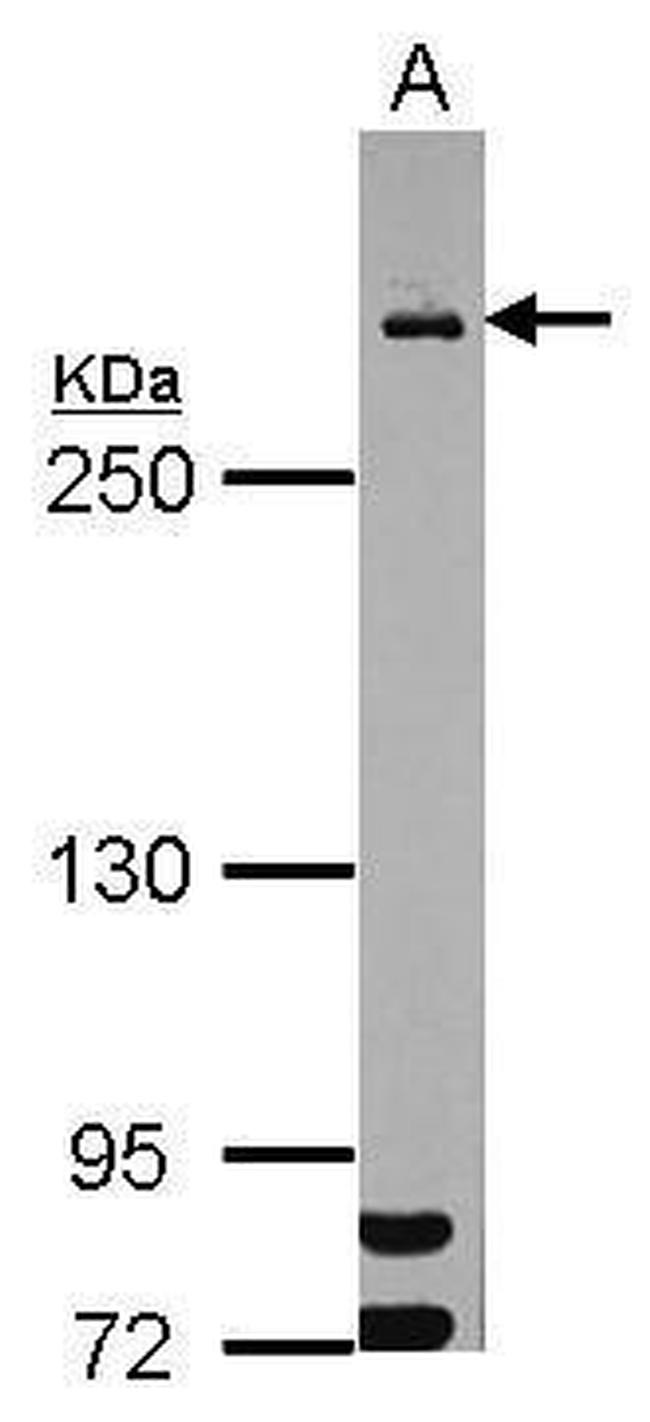 MDC1 Antibody in Western Blot (WB)