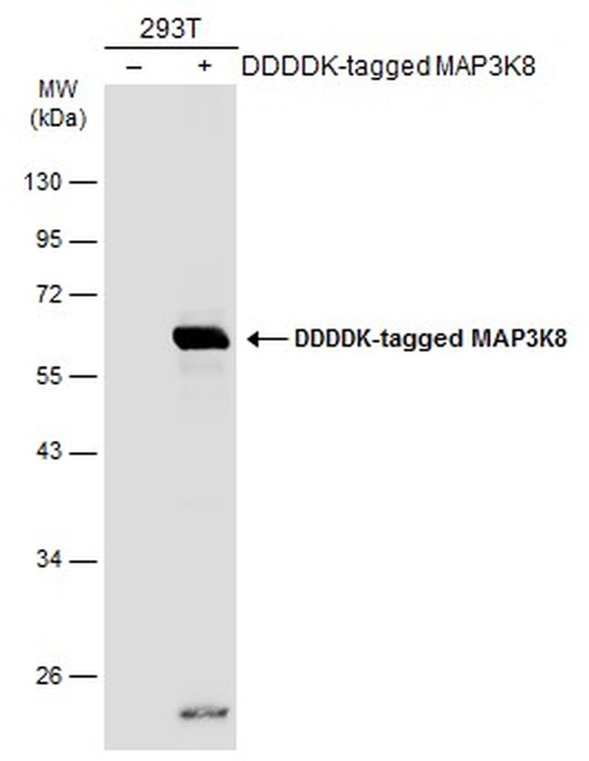 TPL2 Antibody in Western Blot (WB)