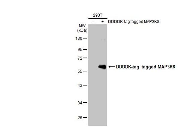 TPL2 Antibody in Western Blot (WB)