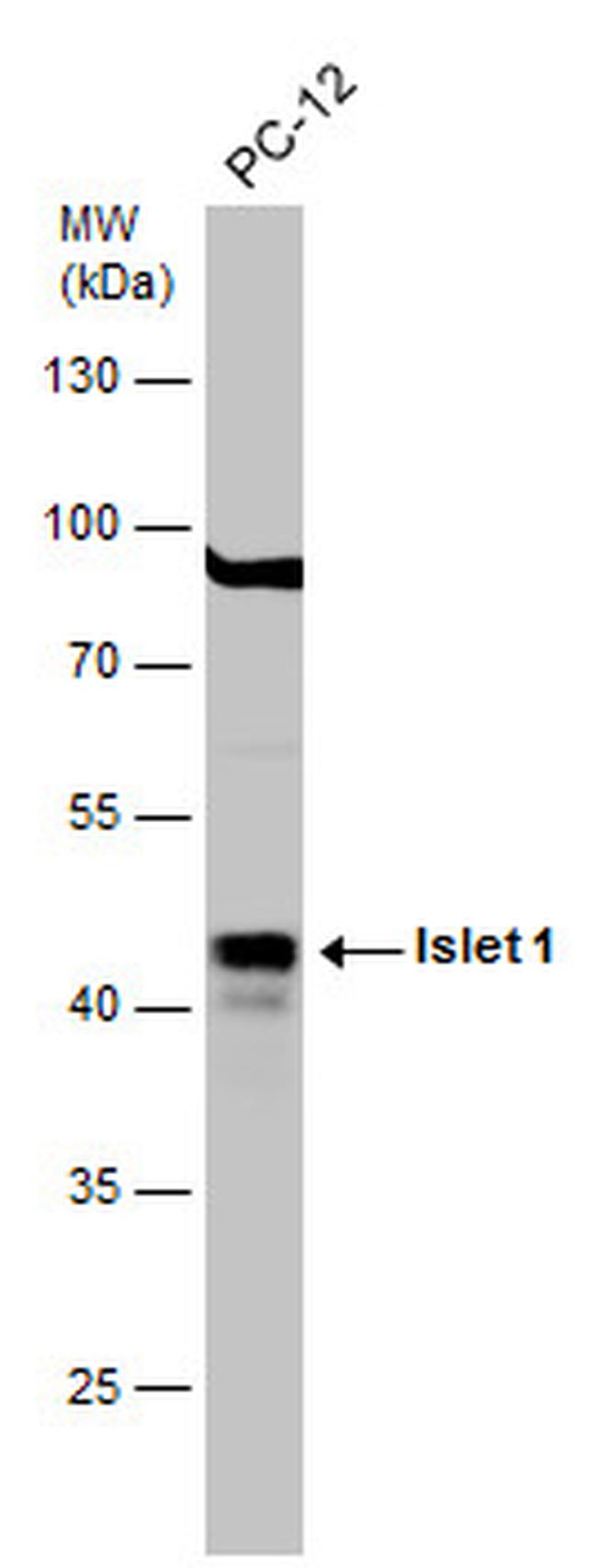 ISL1 Antibody in Western Blot (WB)