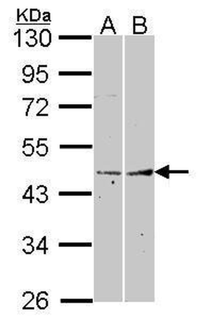 Fibromodulin Antibody in Western Blot (WB)