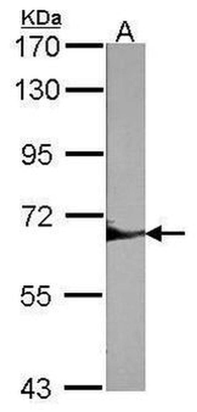 SHP-1 Antibody in Western Blot (WB)