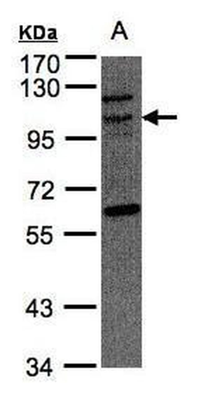 JIK Antibody in Western Blot (WB)