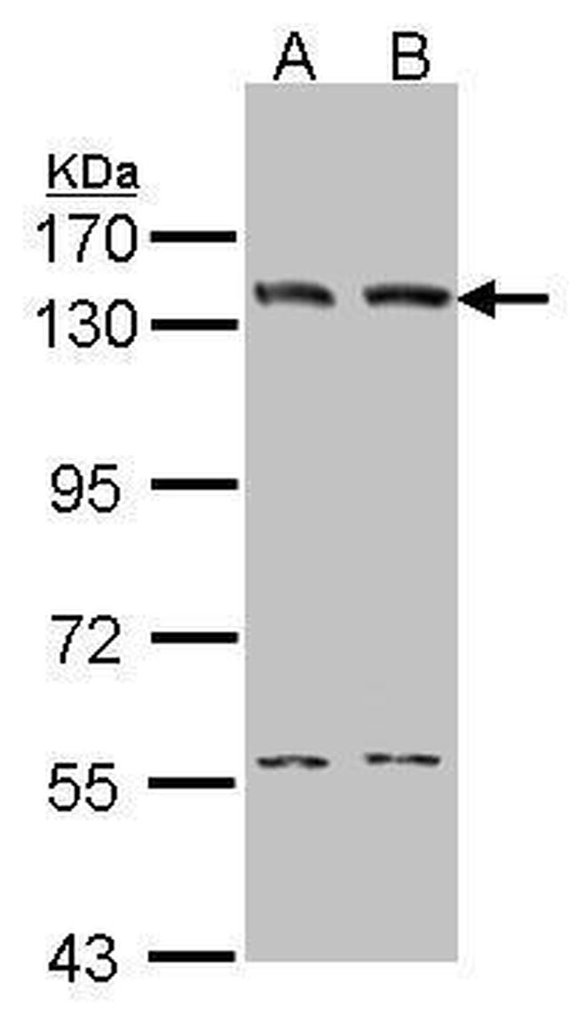 DNA Ligase I Antibody in Western Blot (WB)