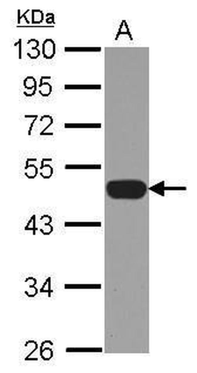 p47phox Antibody in Western Blot (WB)