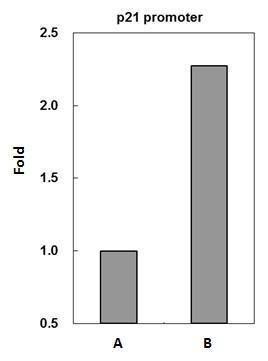 p53 Antibody in ChIP Assay (ChIP)