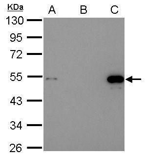 p53 Antibody in Immunoprecipitation (IP)