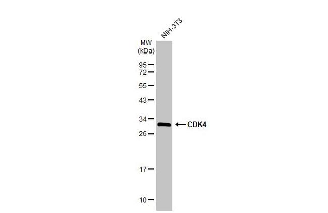 CDK4 Antibody in Western Blot (WB)