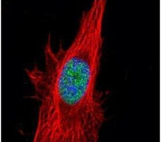 p38 MAPK alpha Antibody in Immunocytochemistry (ICC/IF)