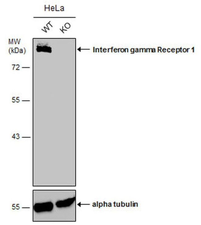 IFNGR1 Antibody