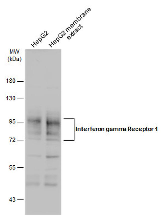 IFNGR1 Antibody in Western Blot (WB)