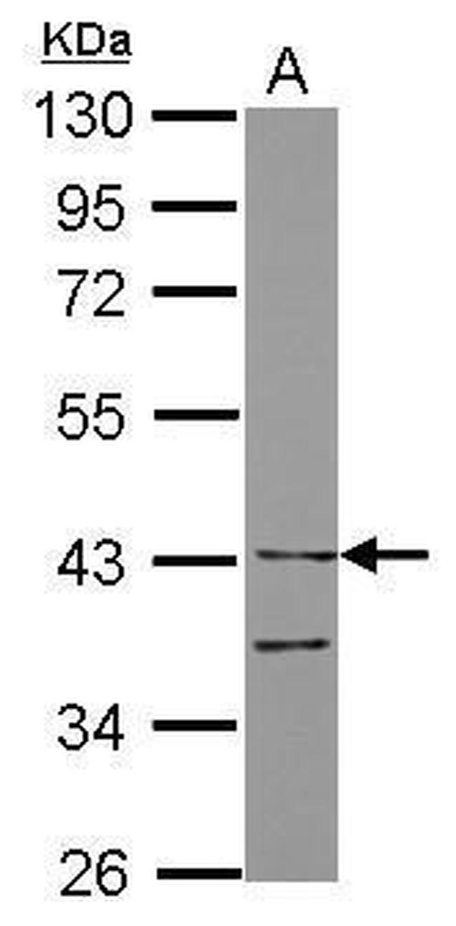 LILRA4 Antibody in Western Blot (WB)