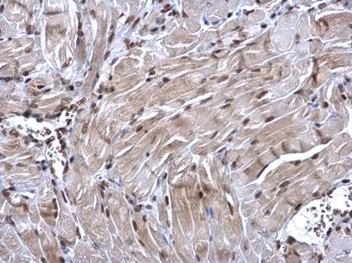 NRF1 Antibody in Immunohistochemistry (Paraffin) (IHC (P))