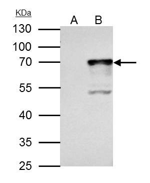 NRF1 Antibody in Immunoprecipitation (IP)