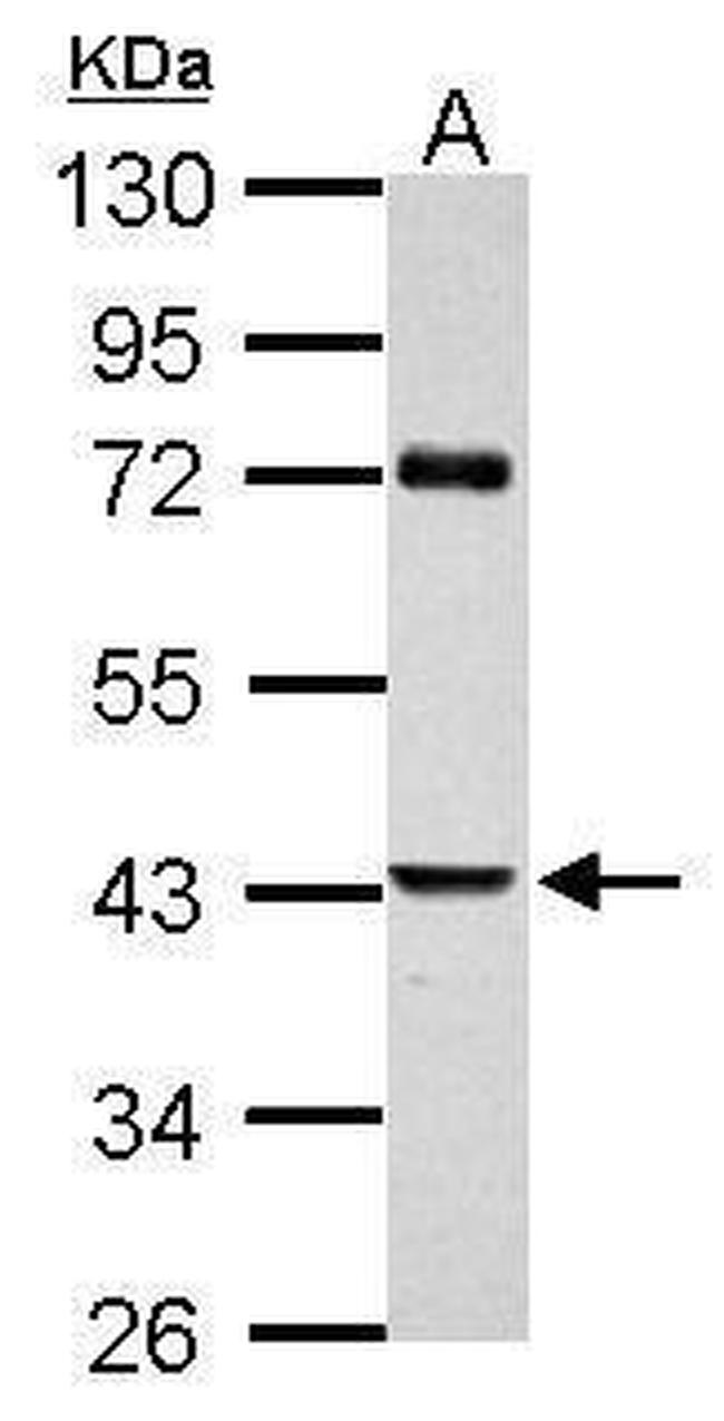 SERPINB2 Antibody in Western Blot (WB)