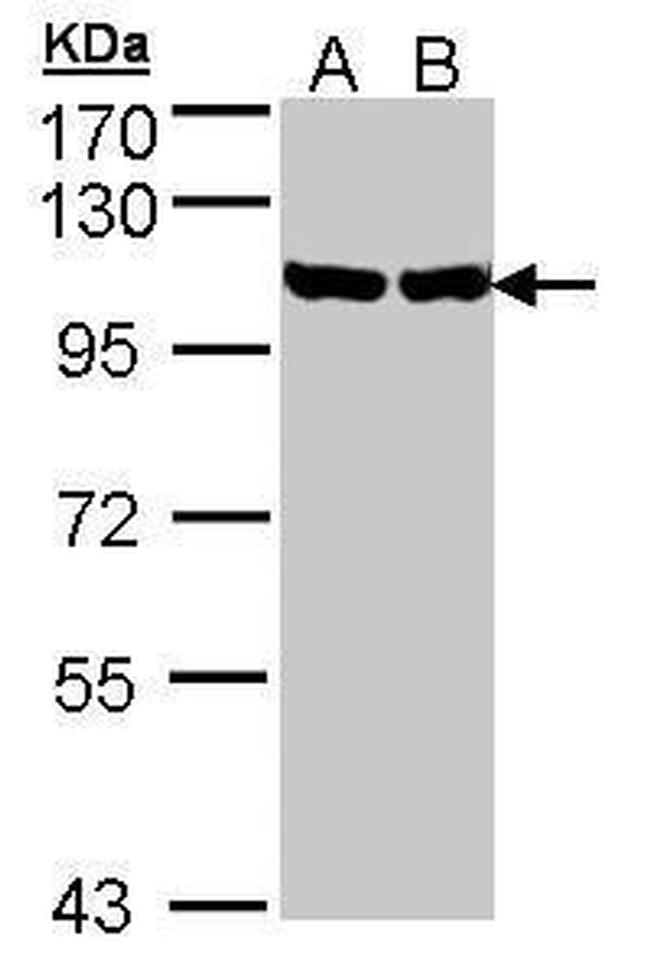 GRP94 Antibody in Western Blot (WB)