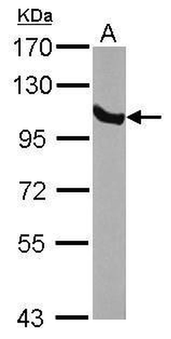 GRP94 Antibody in Western Blot (WB)