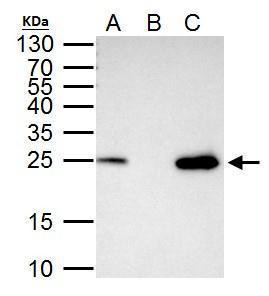 TFAM Antibody in Immunoprecipitation (IP)