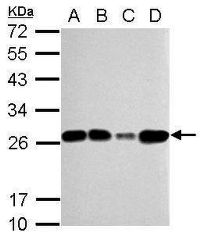 TFAM Antibody in Western Blot (WB)