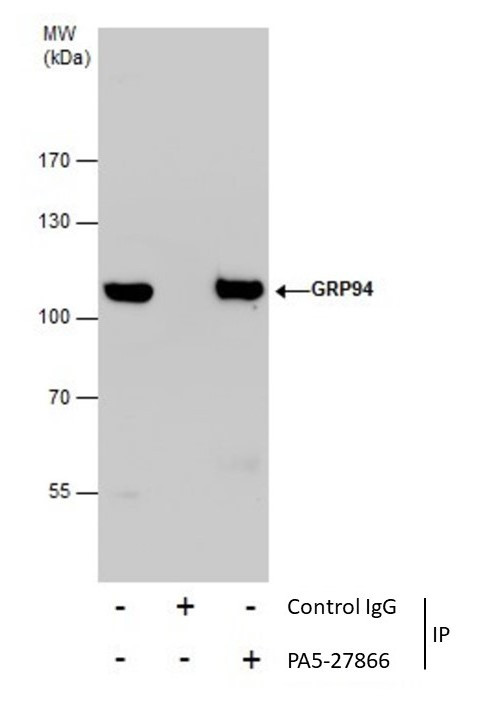 GRP94 Antibody in Immunoprecipitation (IP)