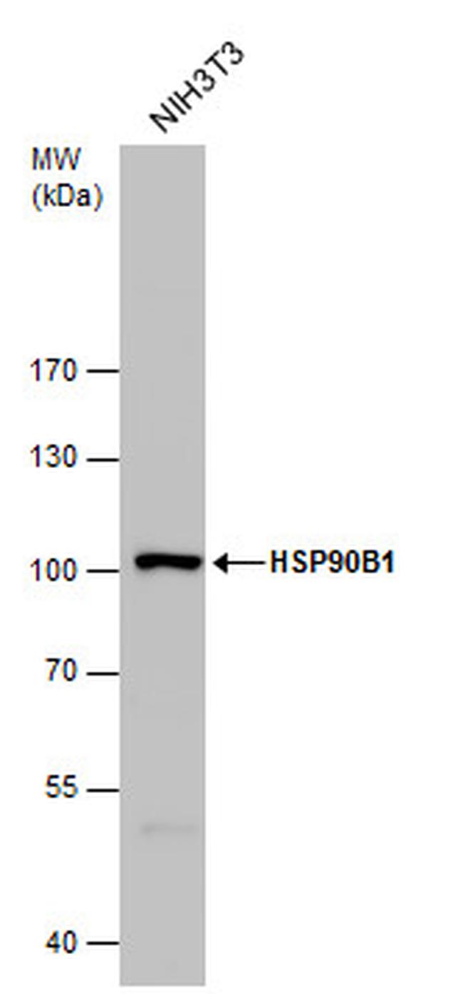 GRP94 Antibody in Western Blot (WB)