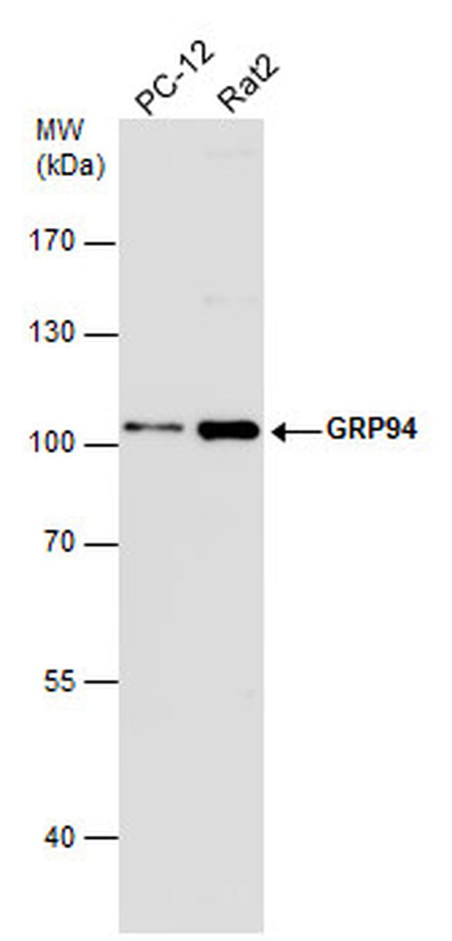 GRP94 Antibody in Western Blot (WB)