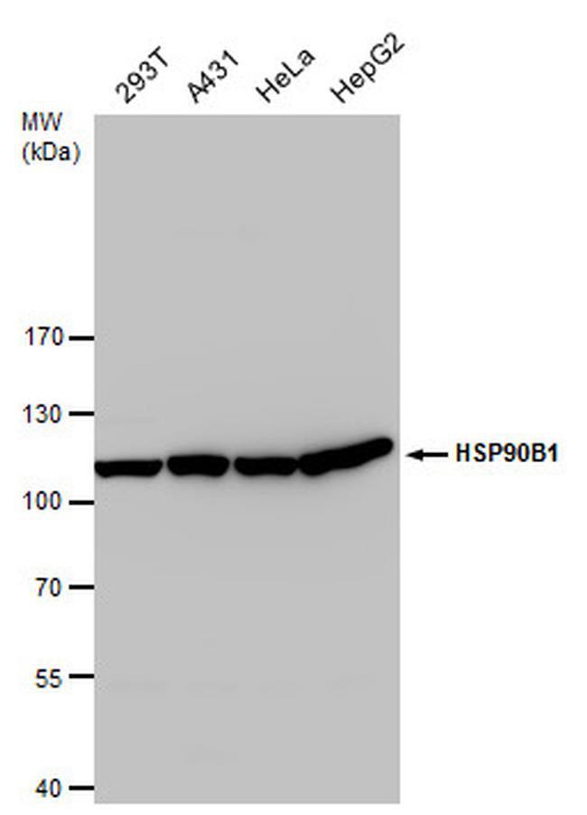 GRP94 Antibody in Western Blot (WB)