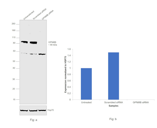 GPNMB Antibody in Western Blot (WB)