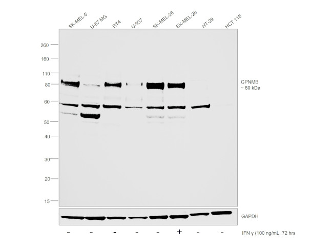 GPNMB Antibody in Western Blot (WB)