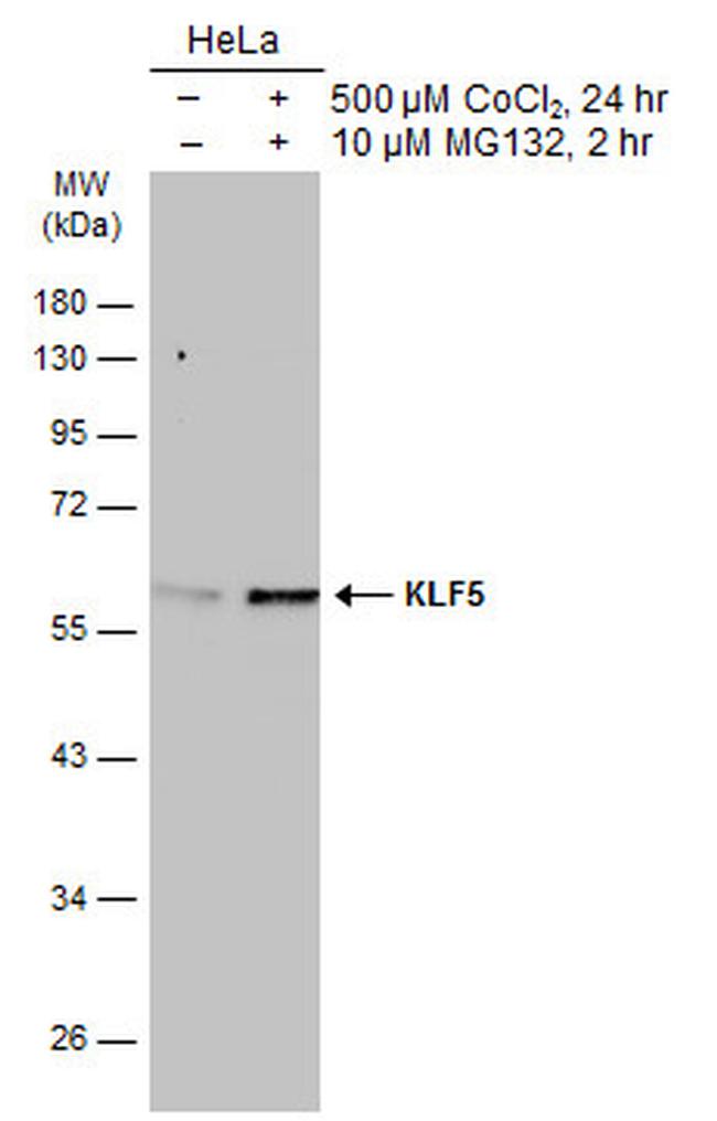 KLF5 Antibody in Western Blot (WB)