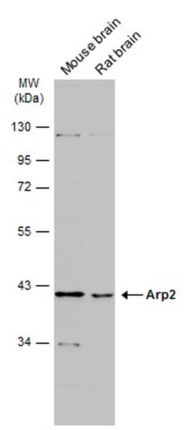 Arp2 Antibody in Western Blot (WB)