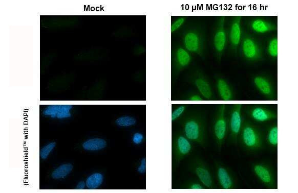 Nrf2 Antibody in Immunocytochemistry (ICC/IF)