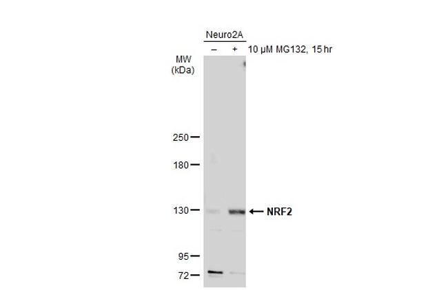 Nrf2 Antibody in Western Blot (WB)