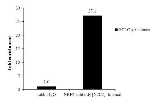 Nrf2 Antibody in ChIP Assay (ChIP)