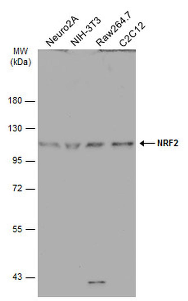 Nrf2 Antibody in Western Blot (WB)