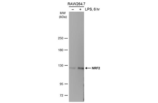 Nrf2 Antibody in Western Blot (WB)