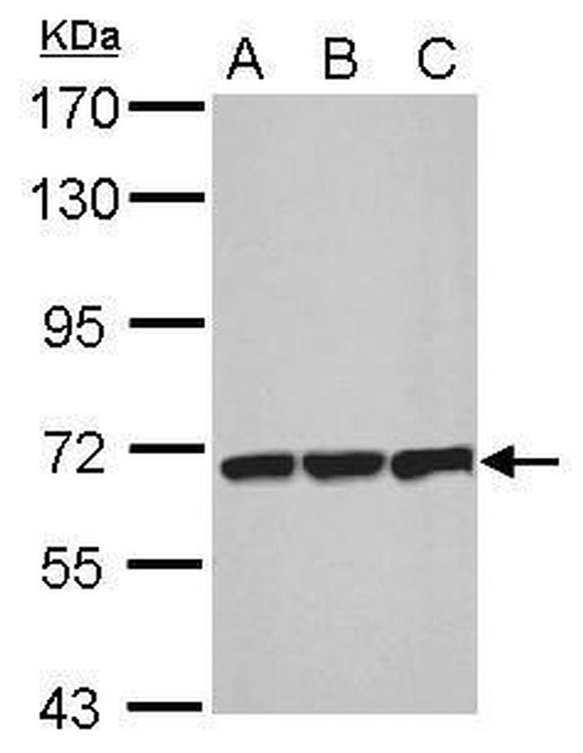 PLS3 Antibody in Western Blot (WB)