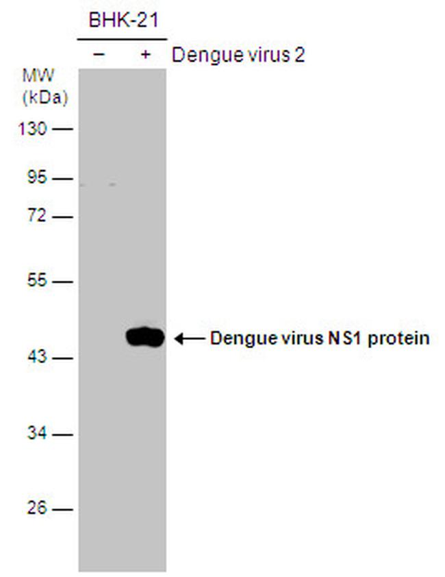 Dengue Virus Type 2 NS1 Antibody in Western Blot (WB)