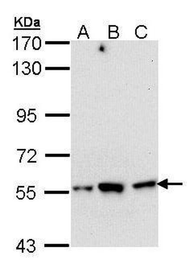 DARS Antibody in Western Blot (WB)