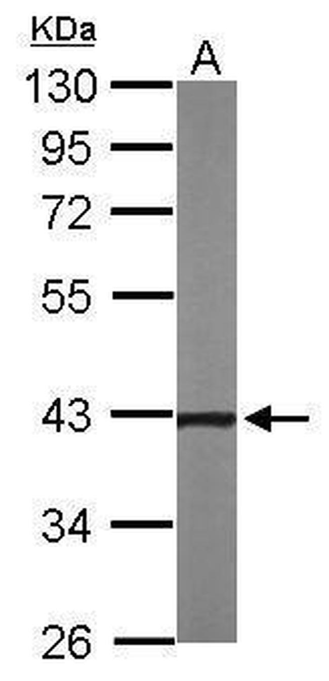 NOV Antibody in Western Blot (WB)