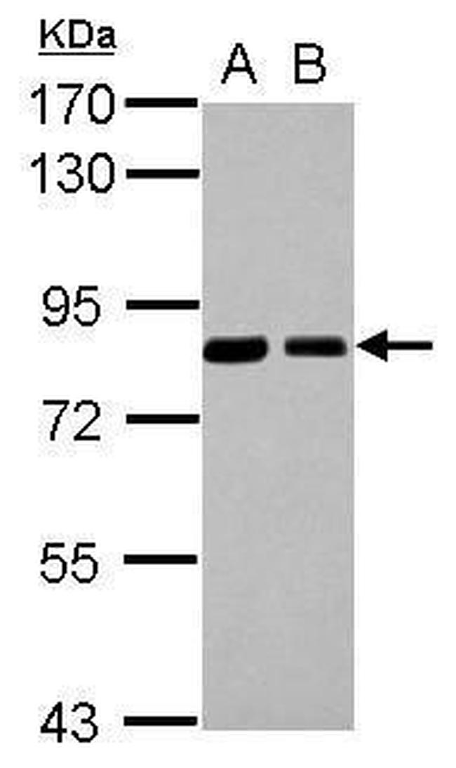 SNX9 Antibody in Western Blot (WB)