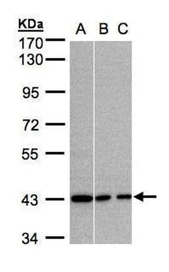 GNAI3 Antibody in Western Blot (WB)