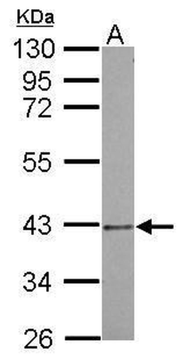 PSMD7 Antibody in Western Blot (WB)