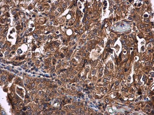 CYP27A1 Antibody in Immunohistochemistry (Paraffin) (IHC (P))