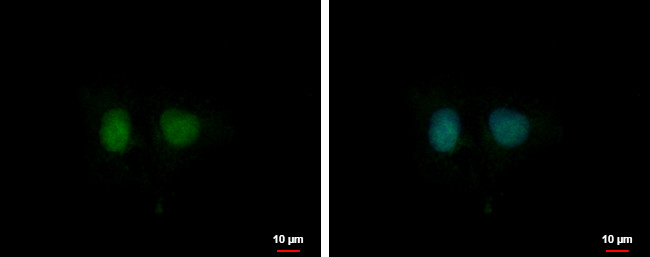 DDI1 Antibody in Immunocytochemistry (ICC/IF)