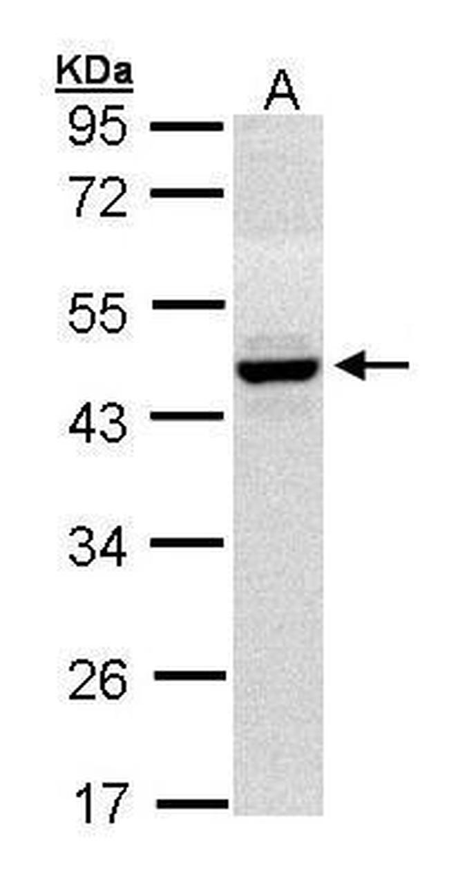 HPD Antibody in Western Blot (WB)