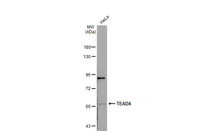 TEAD4 Antibody in Western Blot (WB)