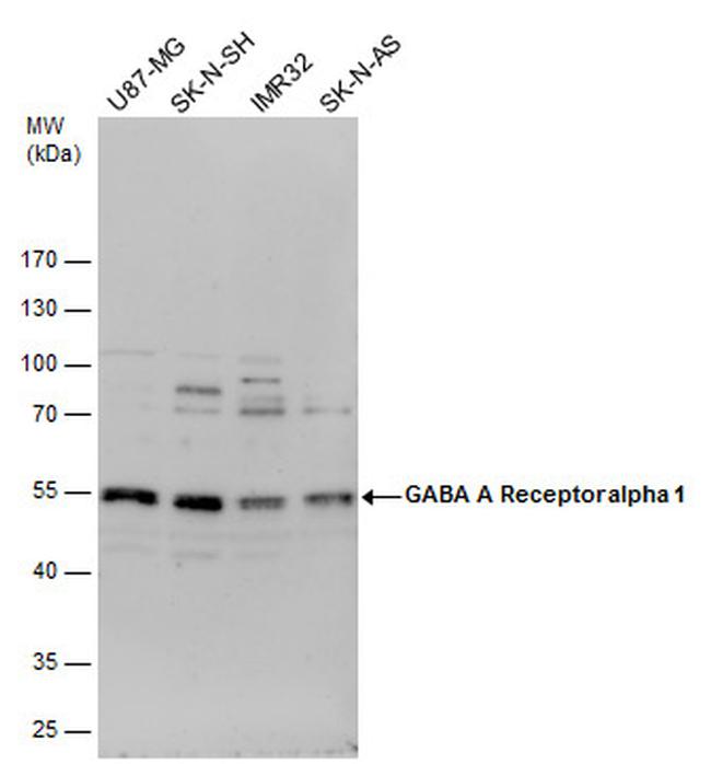 GABRA1 Antibody in Western Blot (WB)