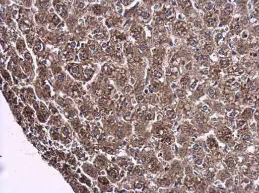 Arginase 2 Antibody in Immunohistochemistry (Paraffin) (IHC (P))