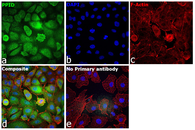 Cyclophilin 40 Antibody in Immunocytochemistry (ICC/IF)